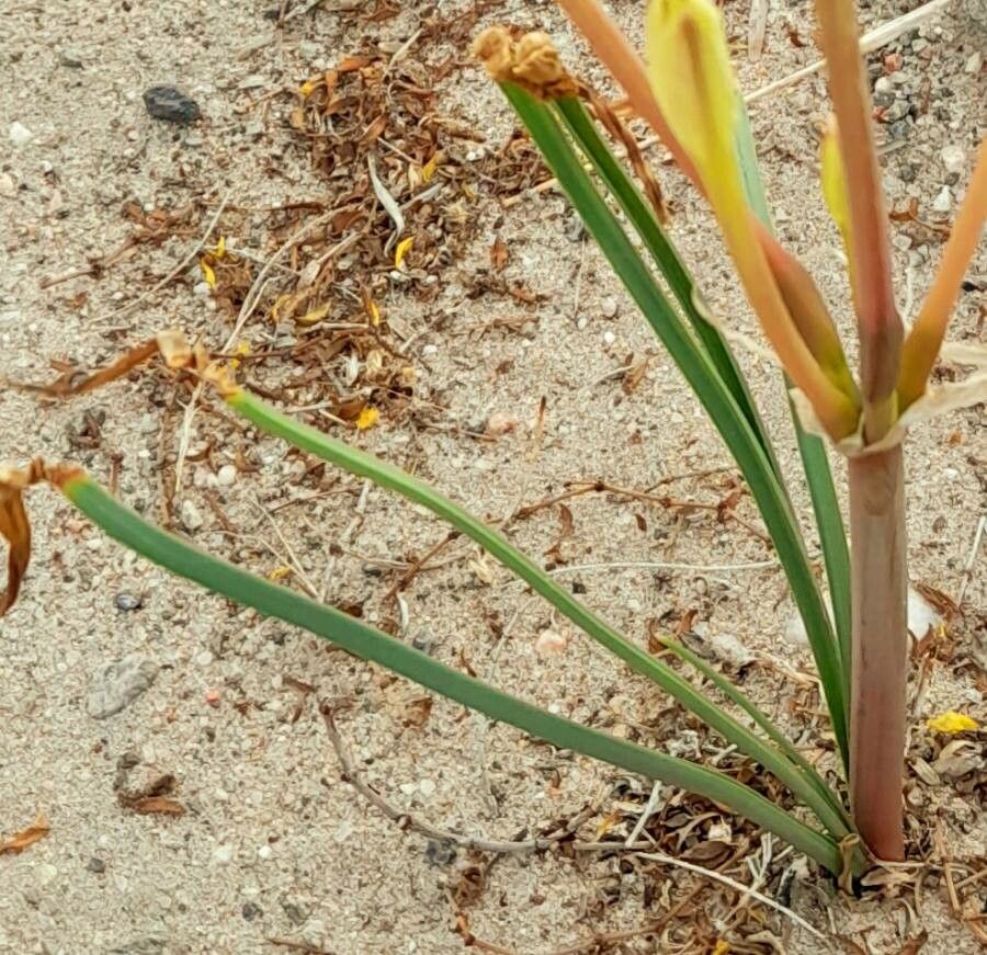 Hieronymiella clidanthoides — related species from the same genus