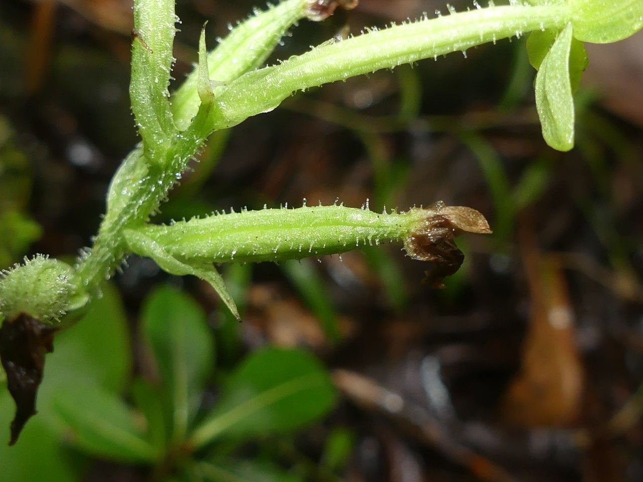Habenaria citrata fruit
