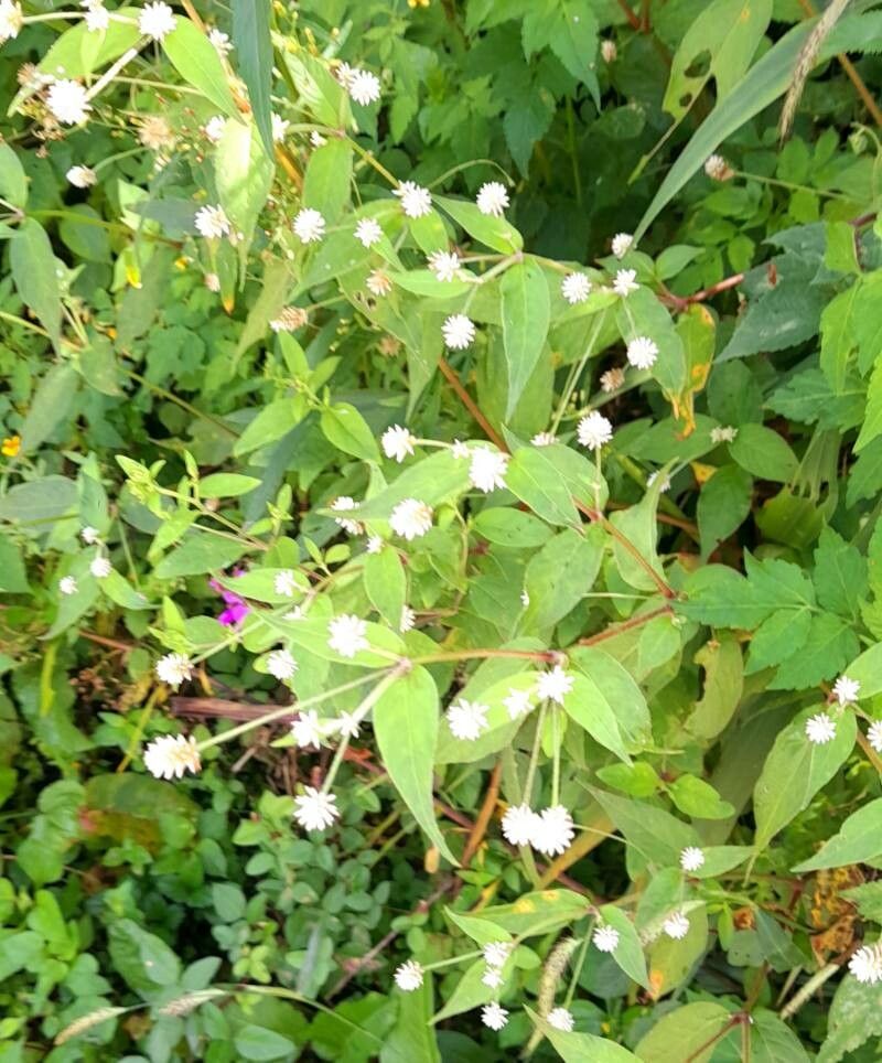 Alternanthera lanceolata habit