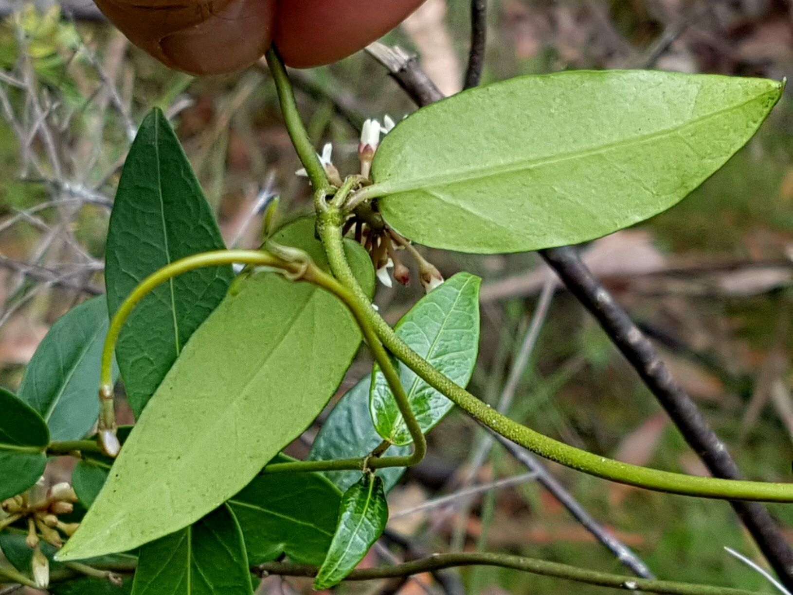 Leichhardtia suaveolens — houseplant care guide