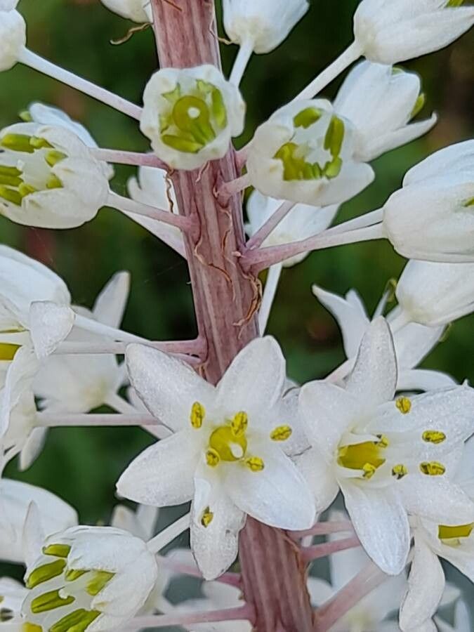 Drimia maritima flower