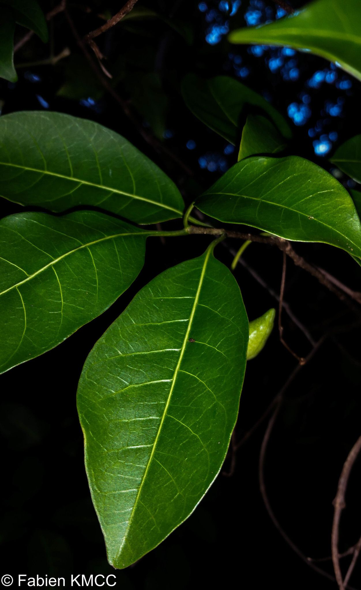 Tabernaemontana calcarea — search result for 'Tabernaemontana'