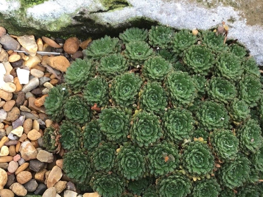 Saxifraga cebennensis leaf