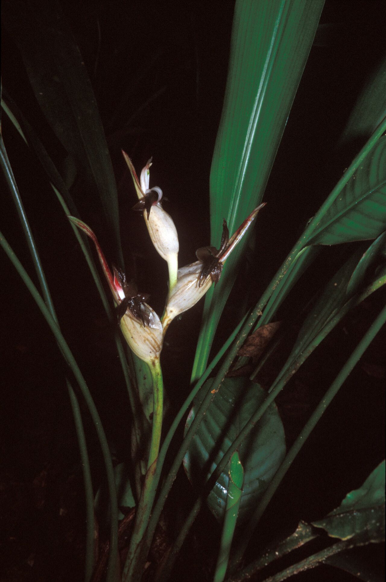 Heliconia lourteigiae flower
