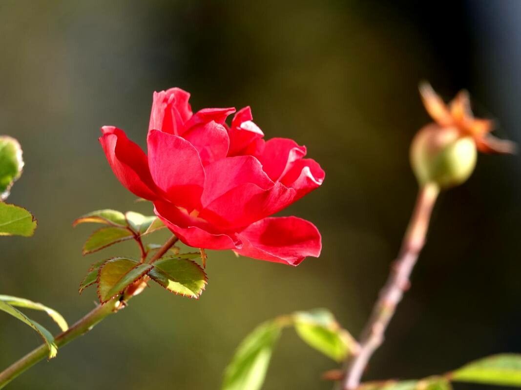 Rosa cinnamomea flower