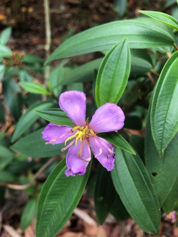Melastoma malabathricum flower