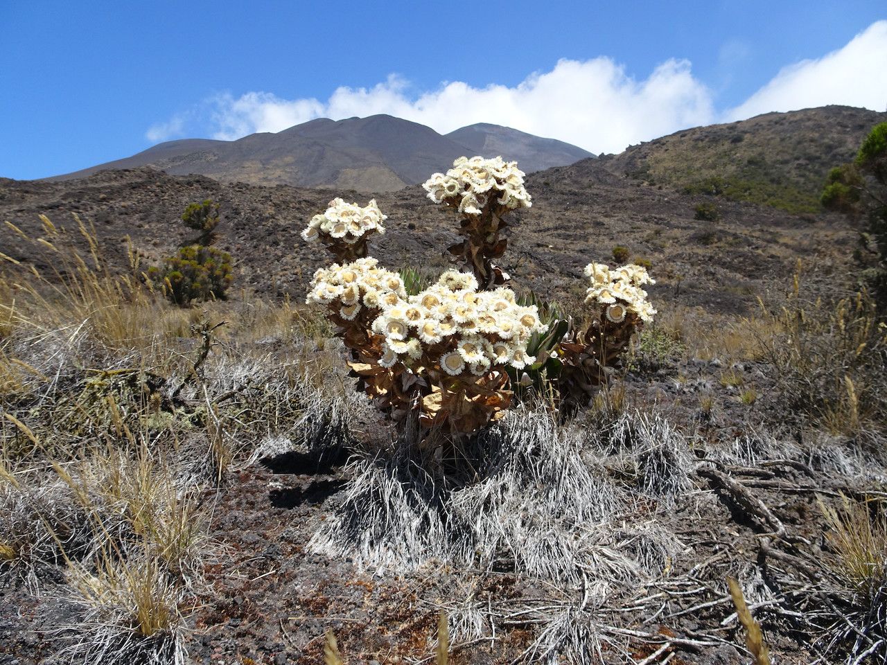 Helichrysum mannii flower