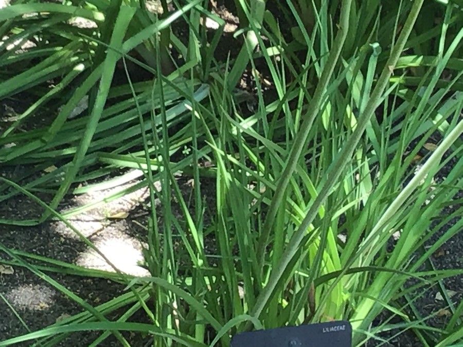 Kniphofia ensifolia — houseplant care guide