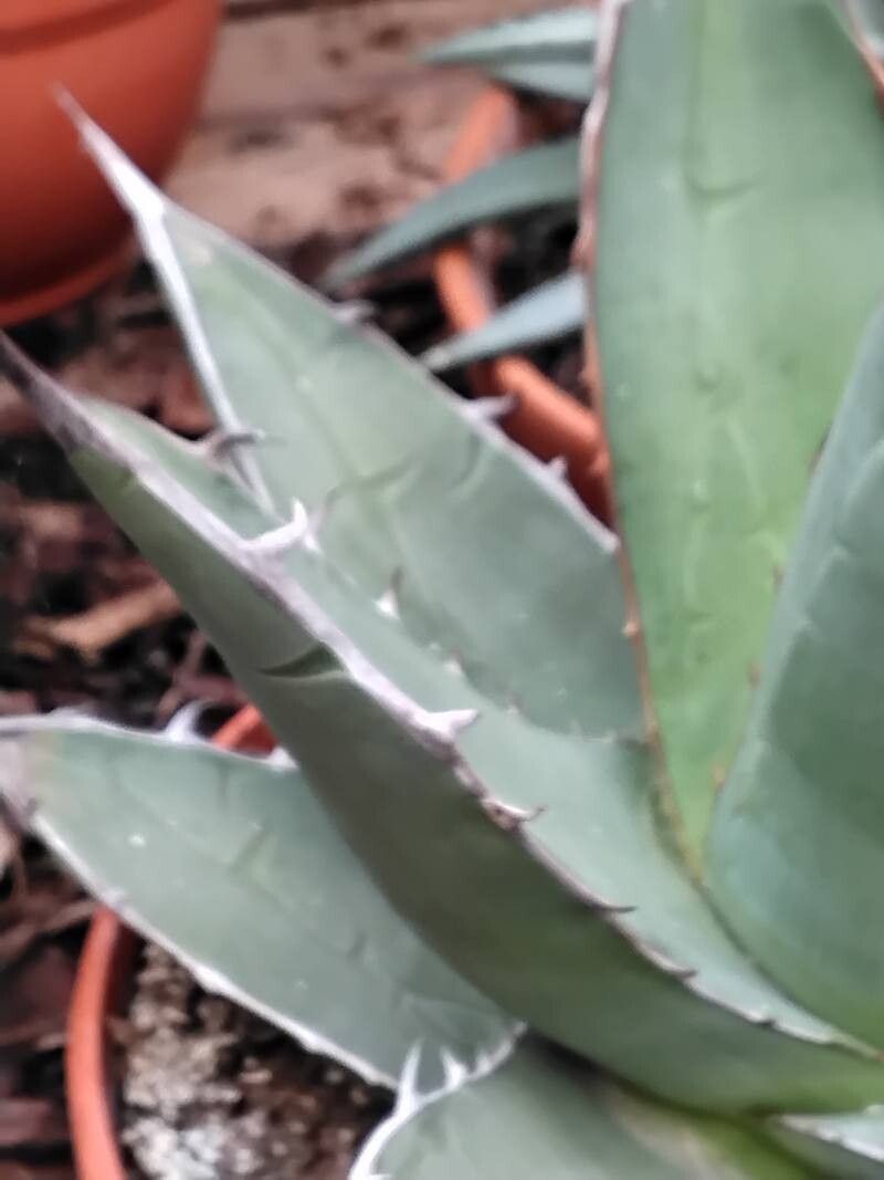 Agave ghiesbreghtii leaf