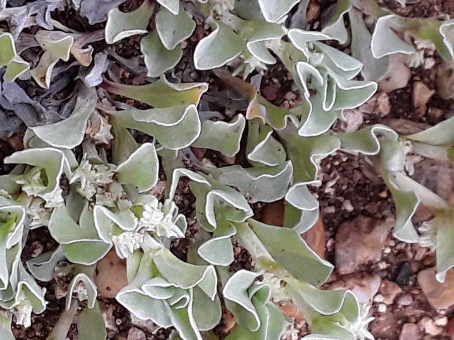 Micropus supinus leaf