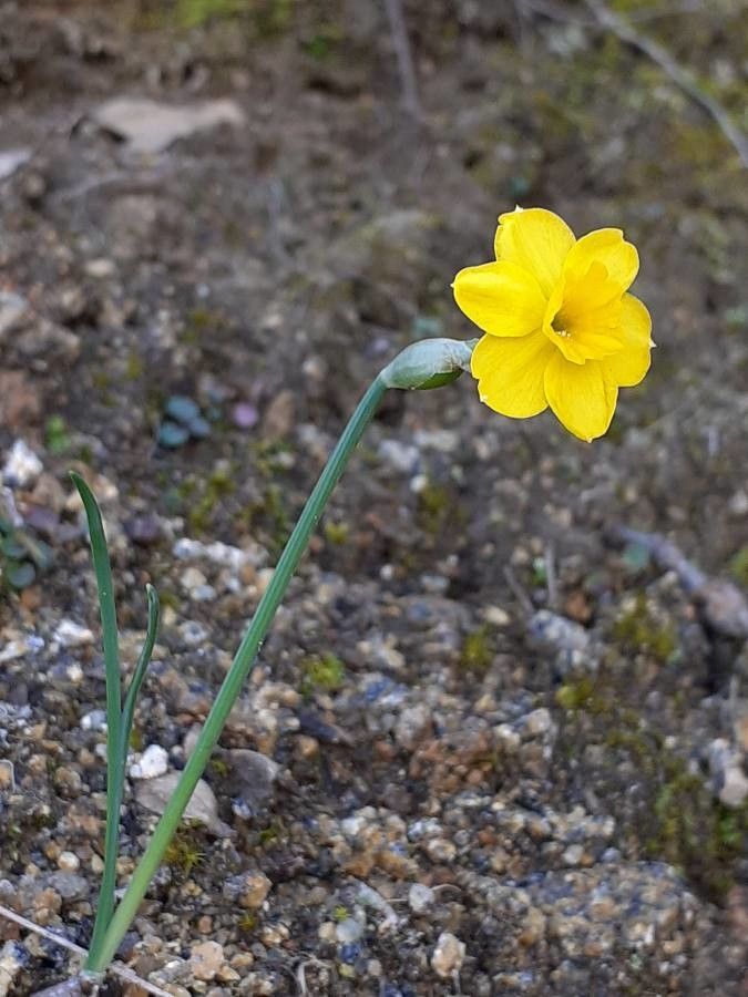 Narcissus rupicola habit