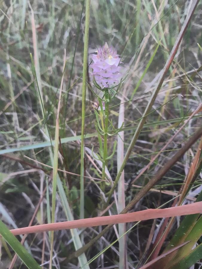 Polygala cruciata habit