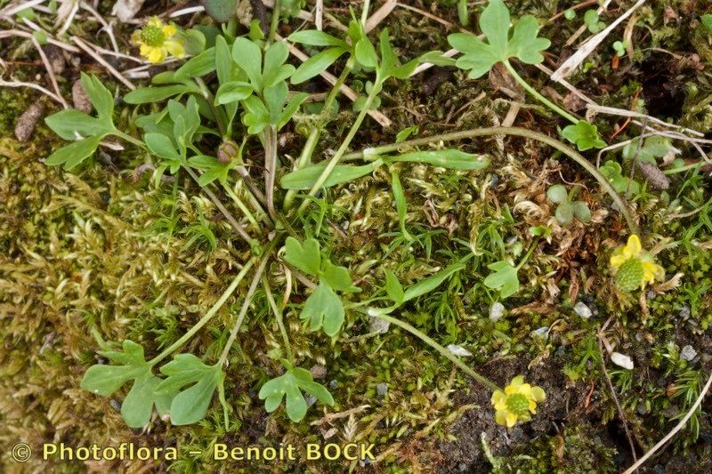 Ranunculus pygmaeus habit