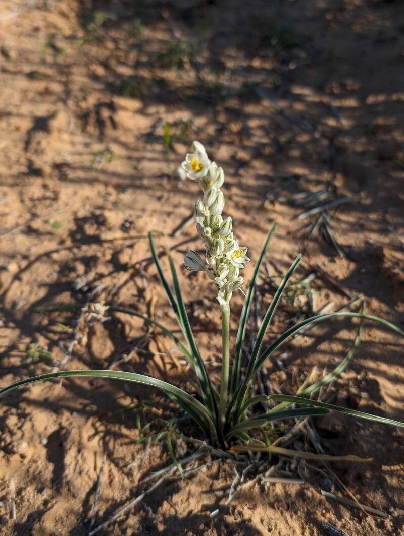 Eremocrinum albomarginatum — houseplant care guide