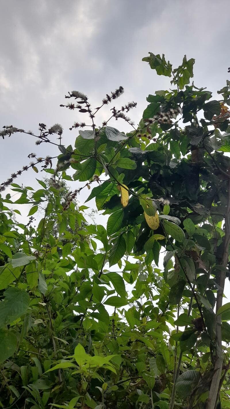 Lepidaploa tortuosa — houseplant care guide