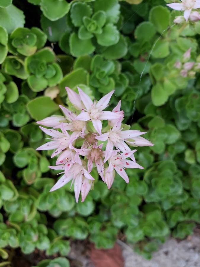 Sedum niveum — houseplant care guide