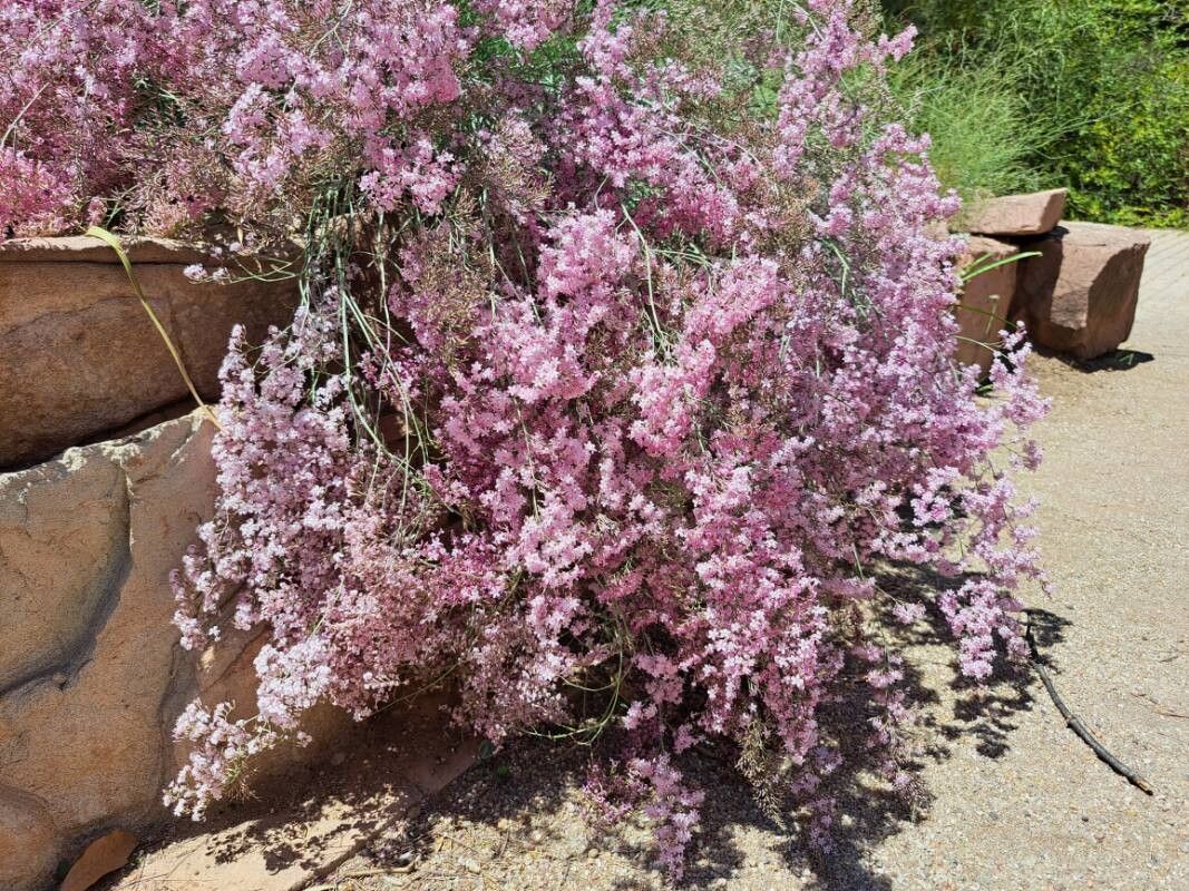 Limonium perplexum flower