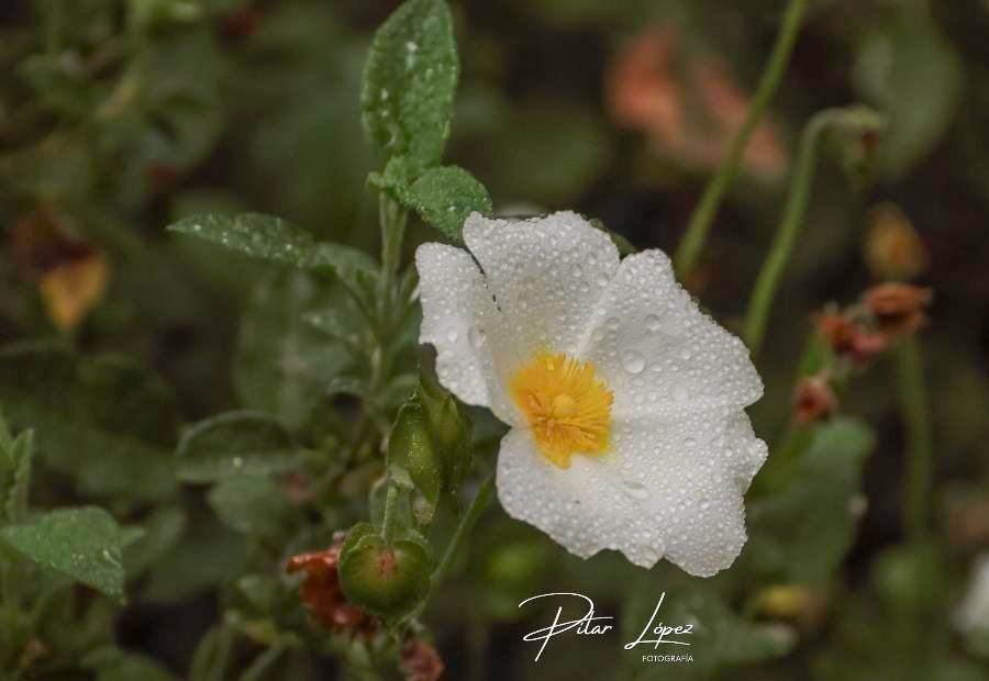 Cistus x obtusifolius — houseplant care guide