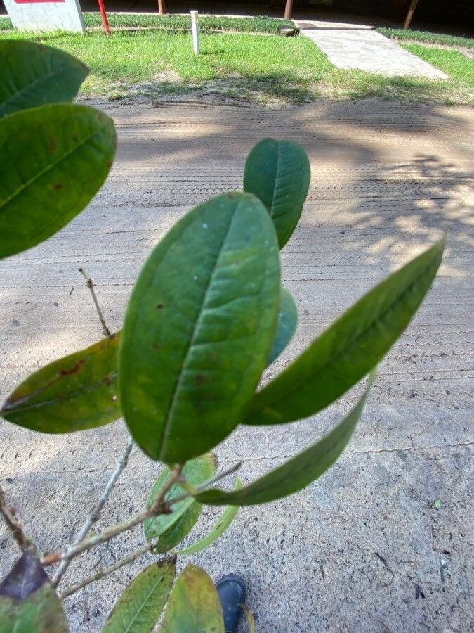 Plinia spirito-sanctensis — houseplant care guide