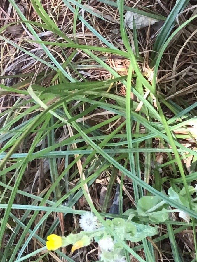 Carex sylvatica — search result for 'Cyperaceae'