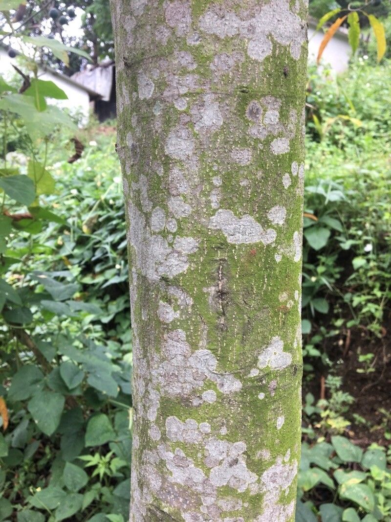 Elaeocarpus angustifolius bark