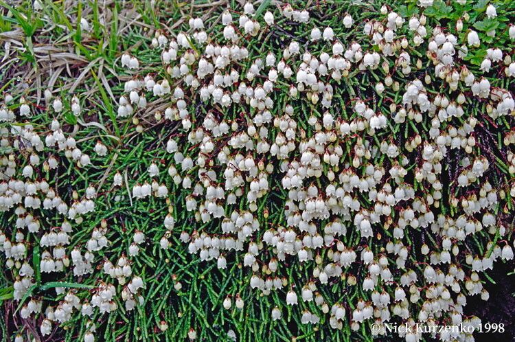 Cassiope tetragona flower
