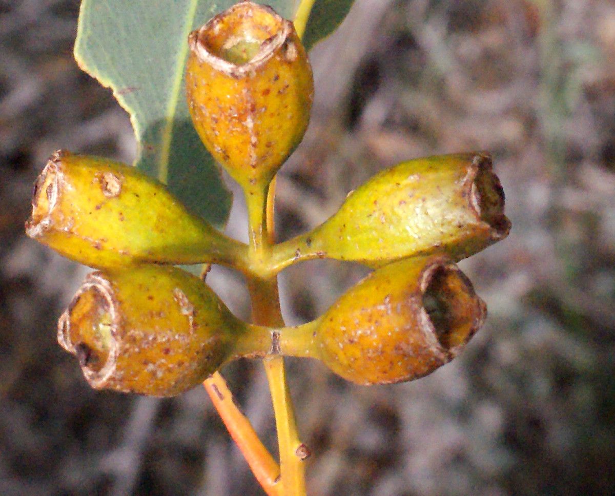 Eucalyptus suberea fruit