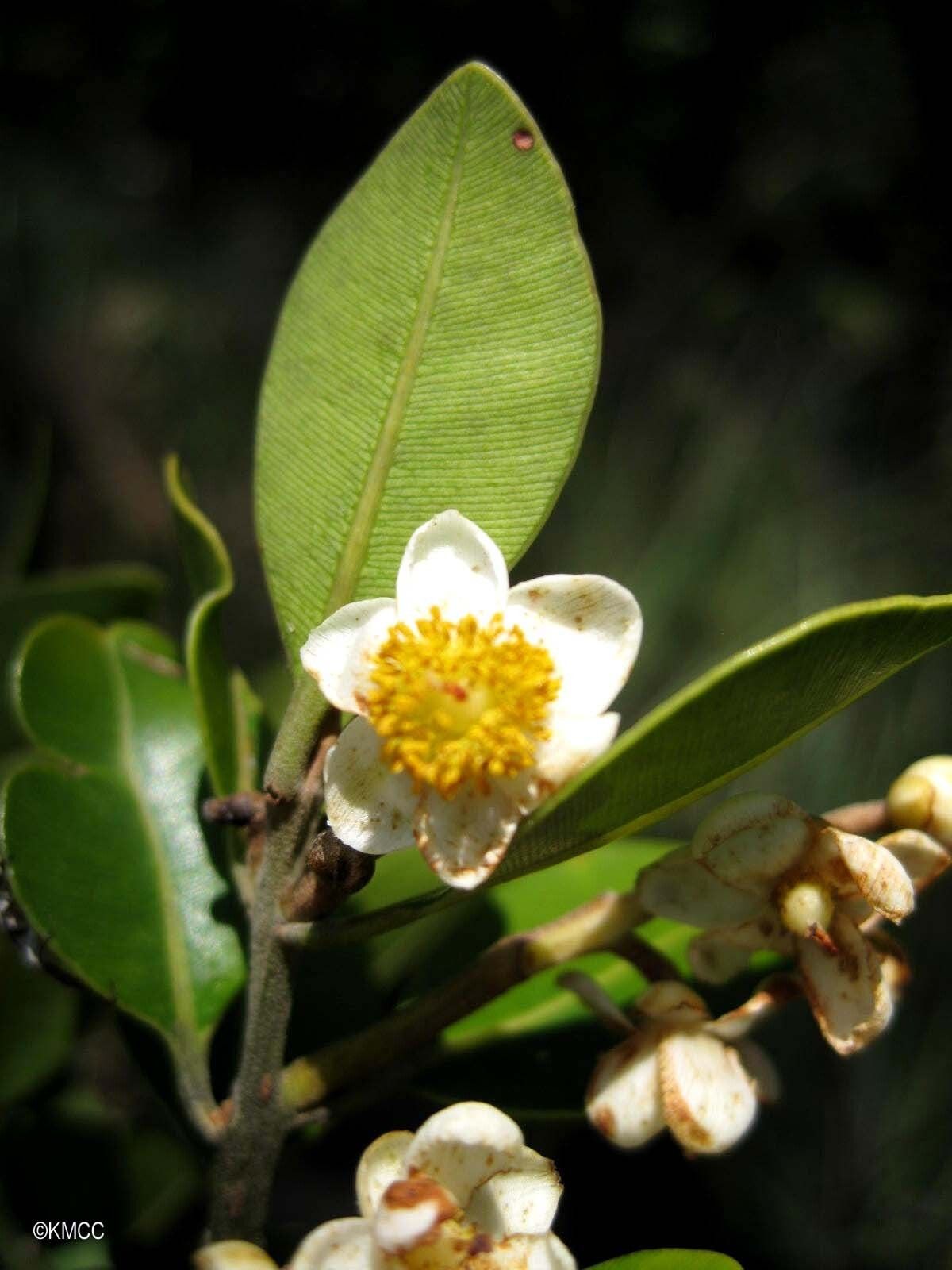 Calophyllum milvum — search result for 'Calophyllum'