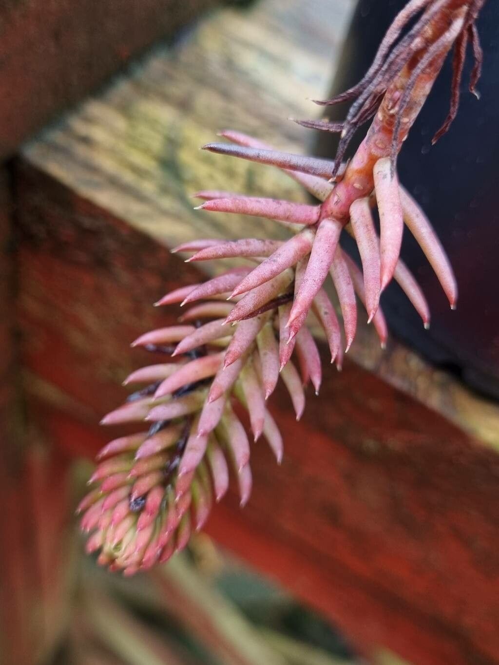 Petrosedum ochroleucum leaf