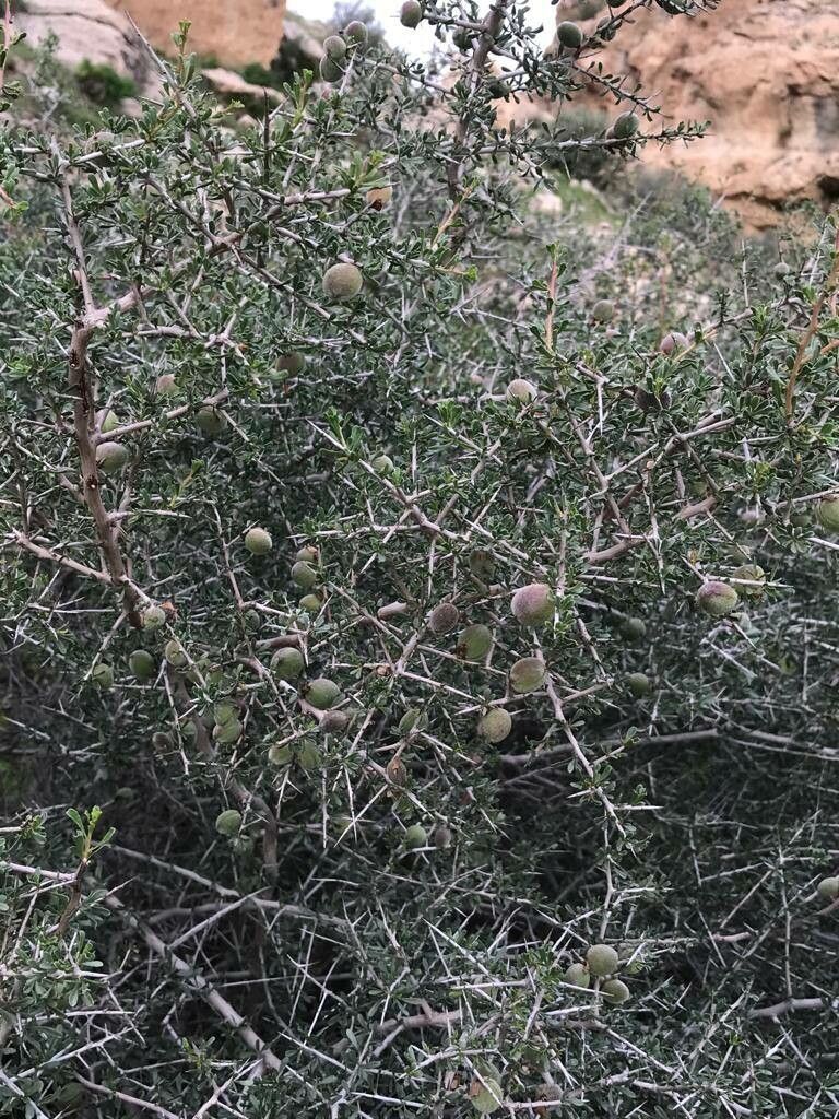 Prunus lycioides fruit