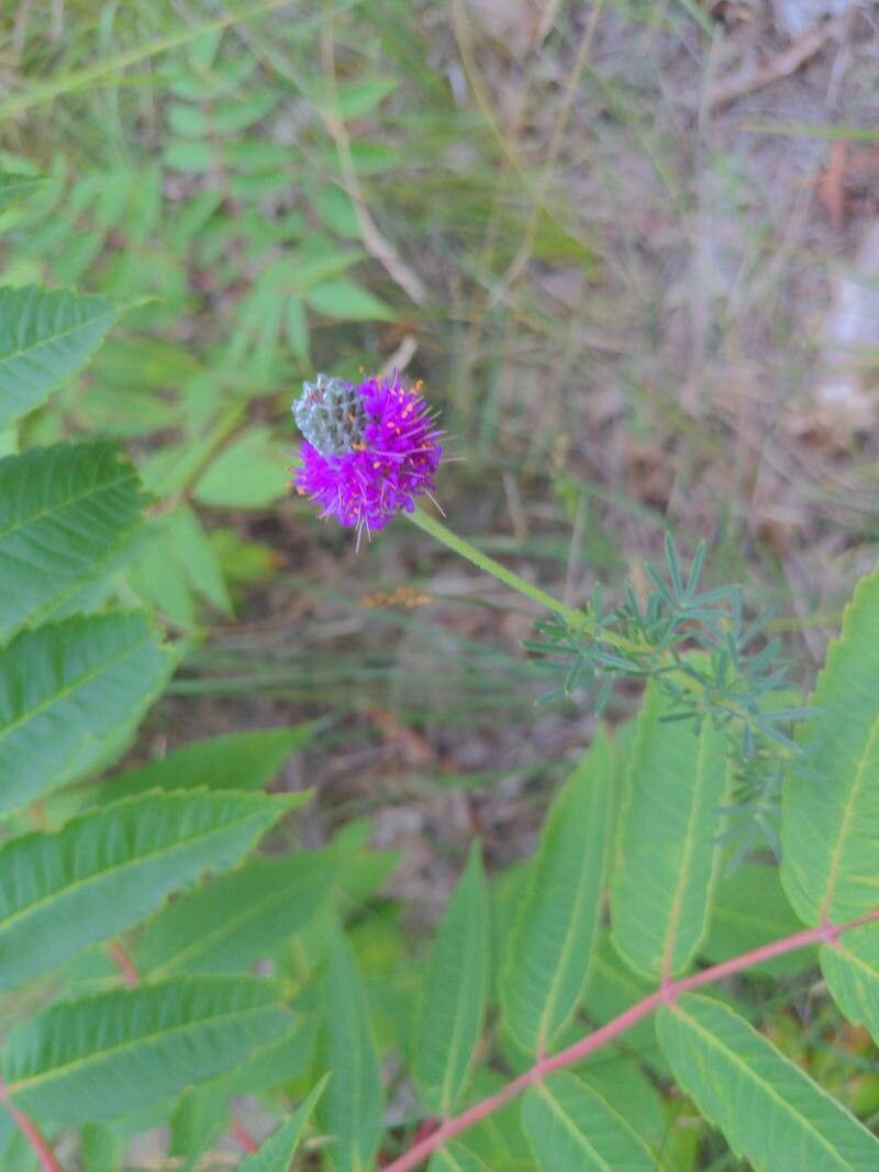 Dalea purpurea flower