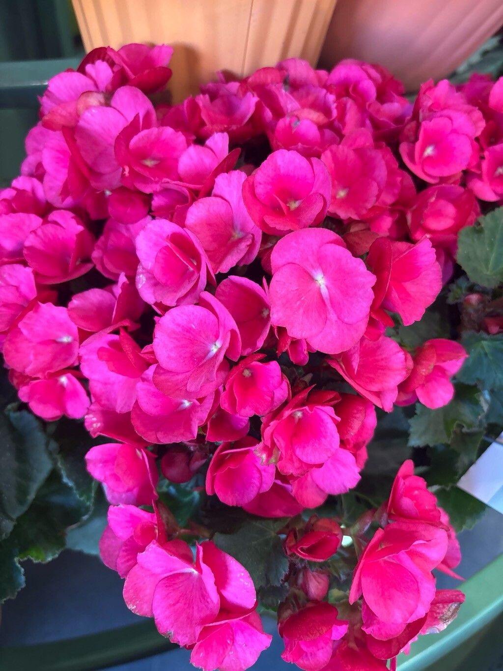 Begonia × hiemalis flower