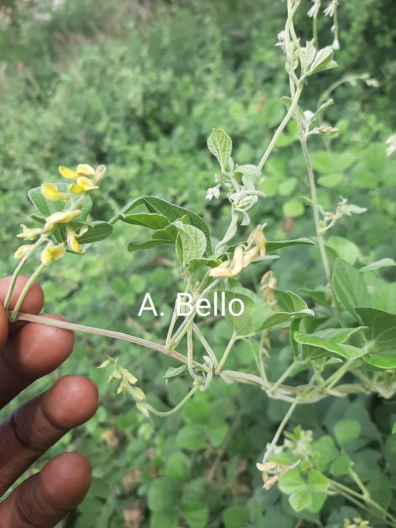 Rhynchosia densiflora habit