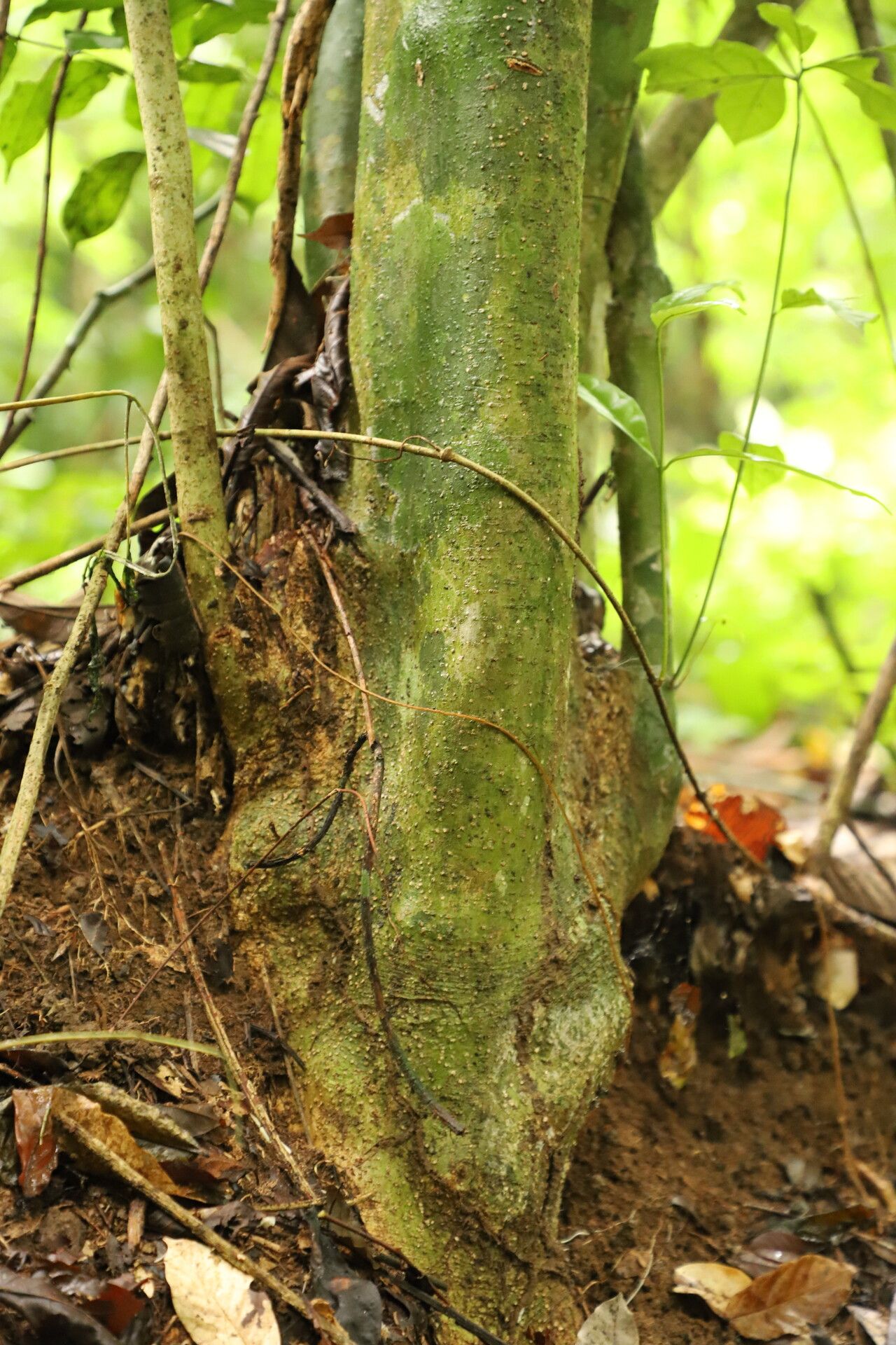Tapura fischeri bark