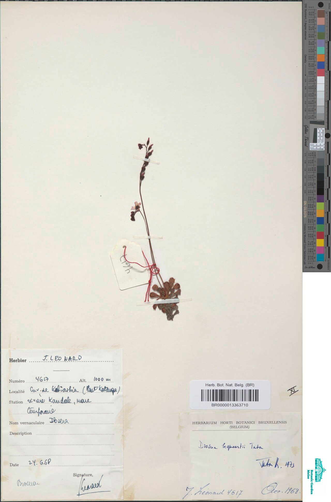 Drosera bequaertii — search result for 'Drosera'