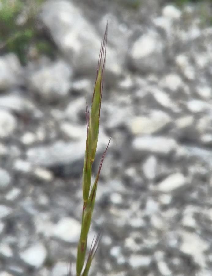 Helictochloa bromoides flower