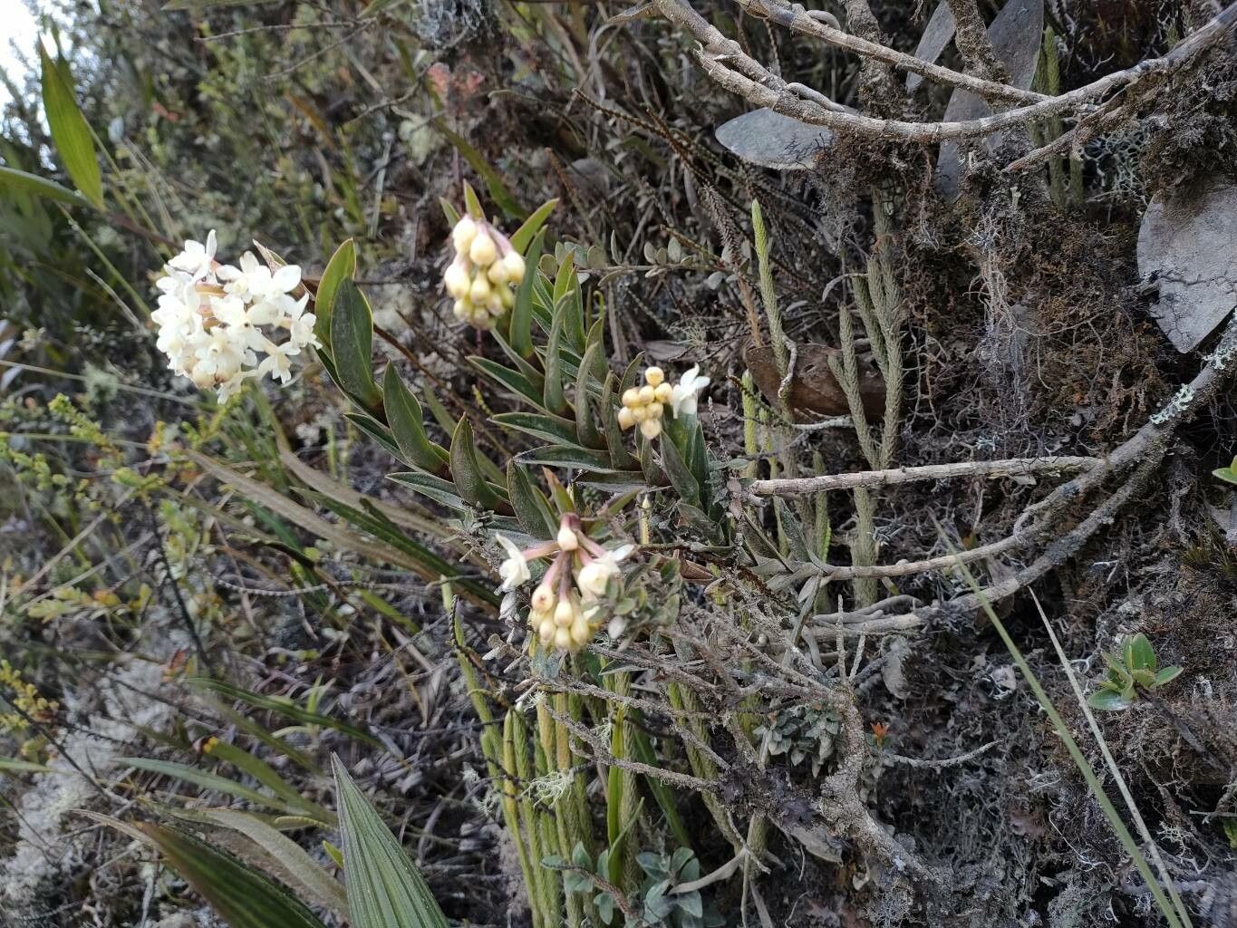 Epidendrum chioneum habit