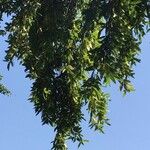 Umbellularia californica