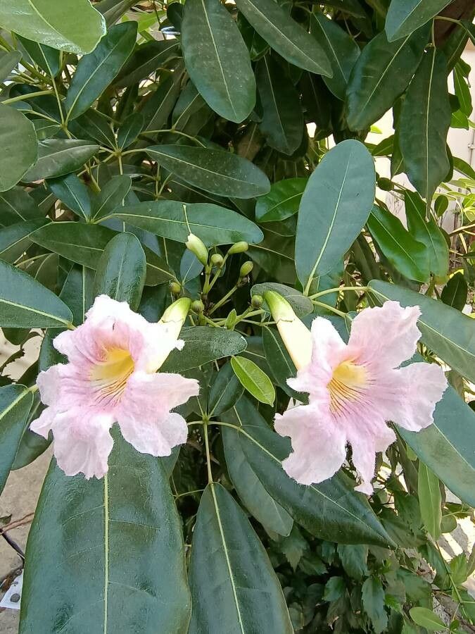 Tabebuia pallida flower