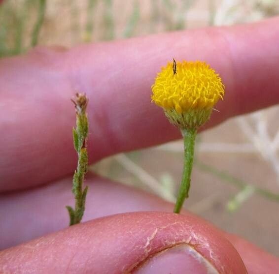 Brocchia cinerea flower