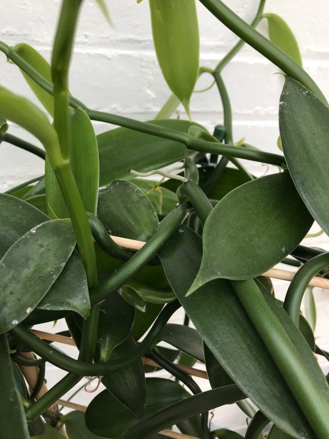 Vanilla odorata — search result for 'Orchidaceae'