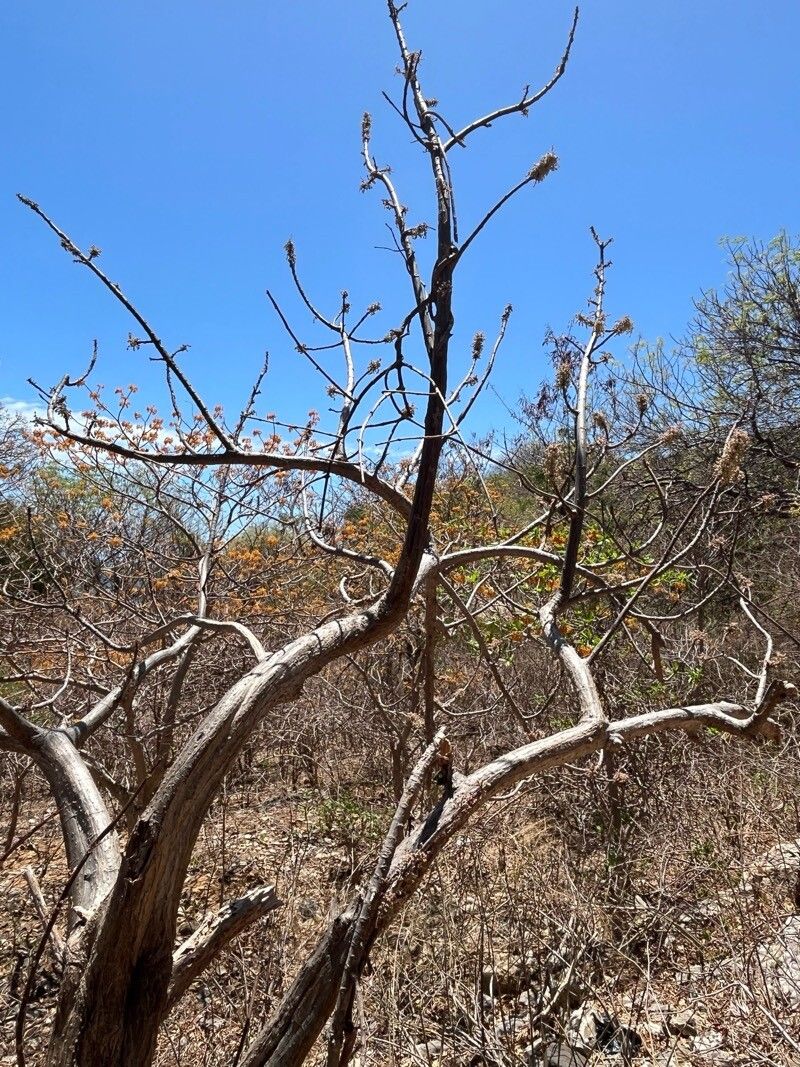 Obetia madagascariensis habit