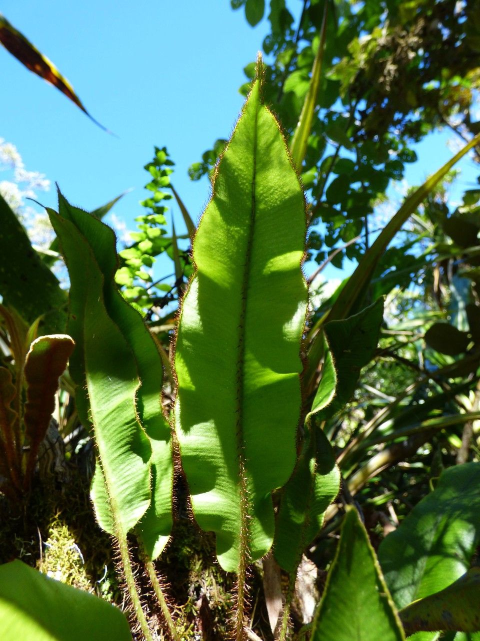 Elaphoglossum hybridum — houseplant care guide