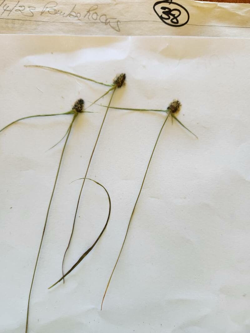 Cyperus costatus flower