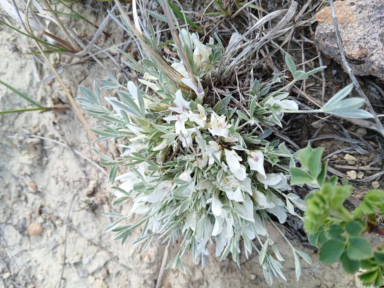 Lathyrus grimesii — search result for 'Lathyrus'