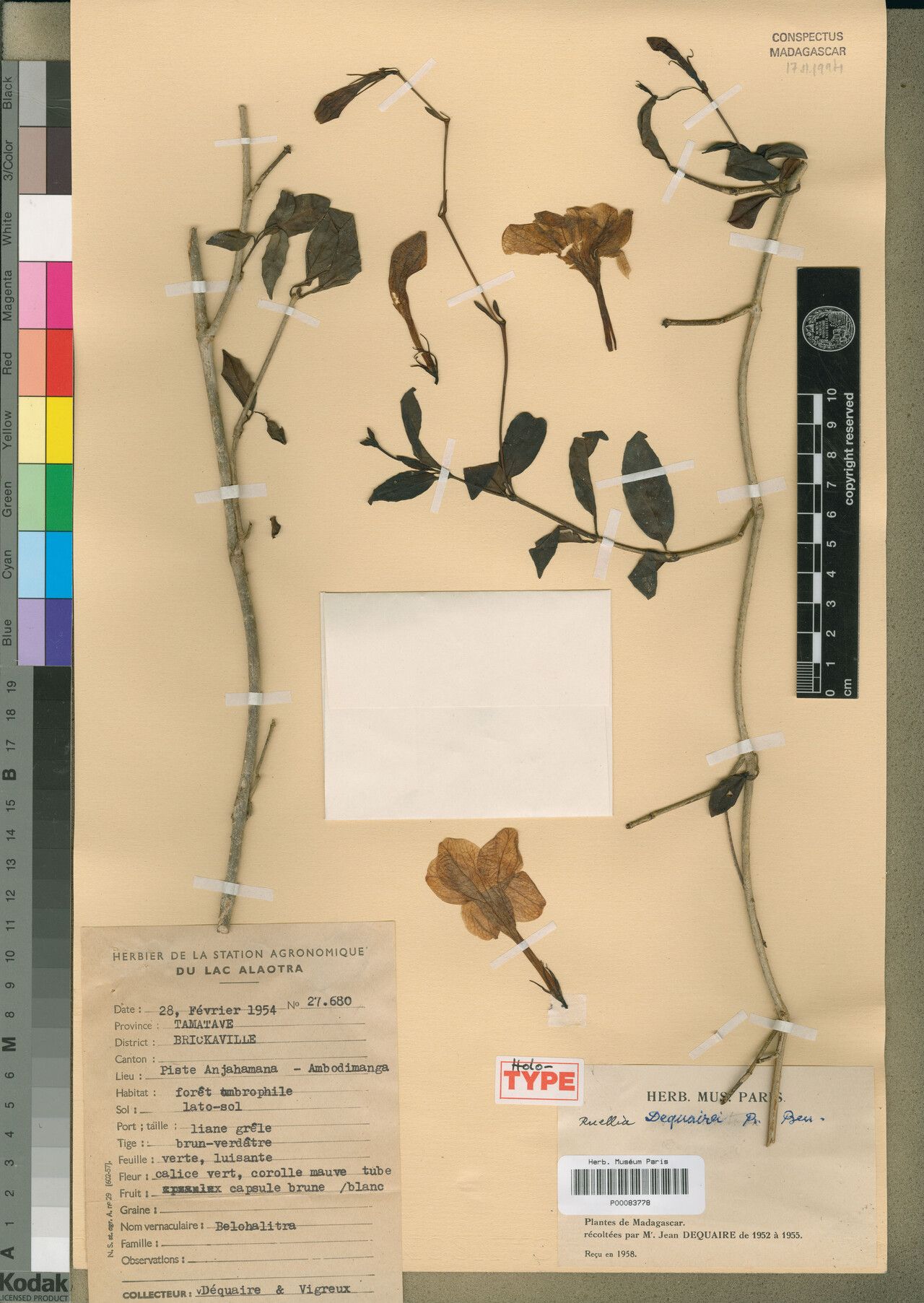 Ruellia dequairei — search result for 'Ruellia'