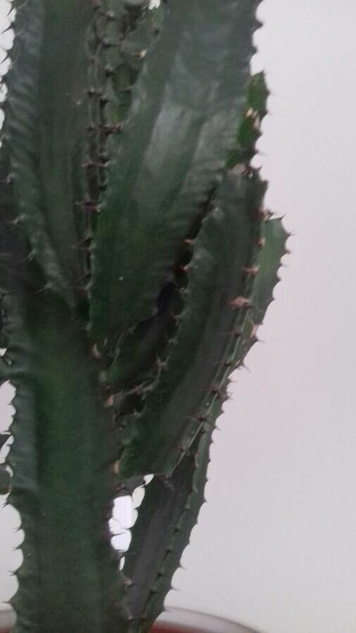 Euphorbia canariensis leaf