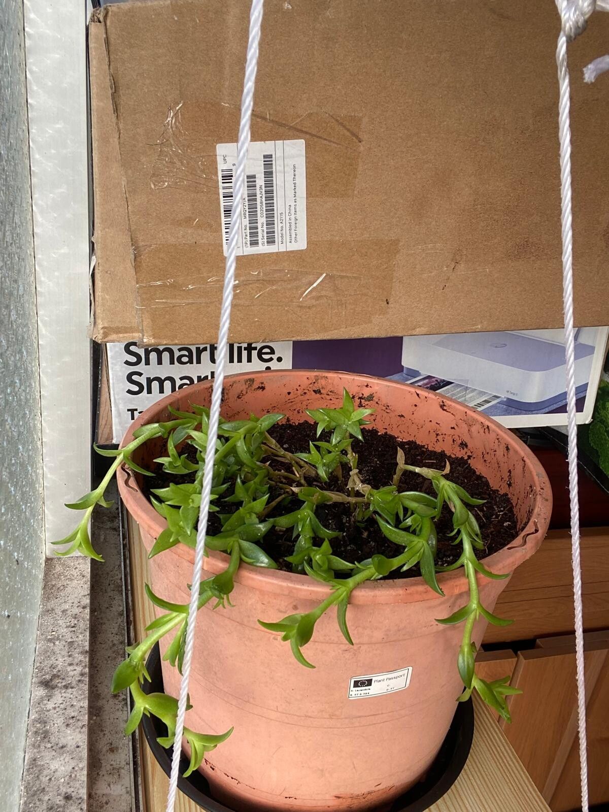 Mesembryanthemum tortuosum leaf