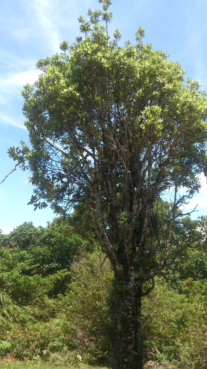 Drimys granadensis habit