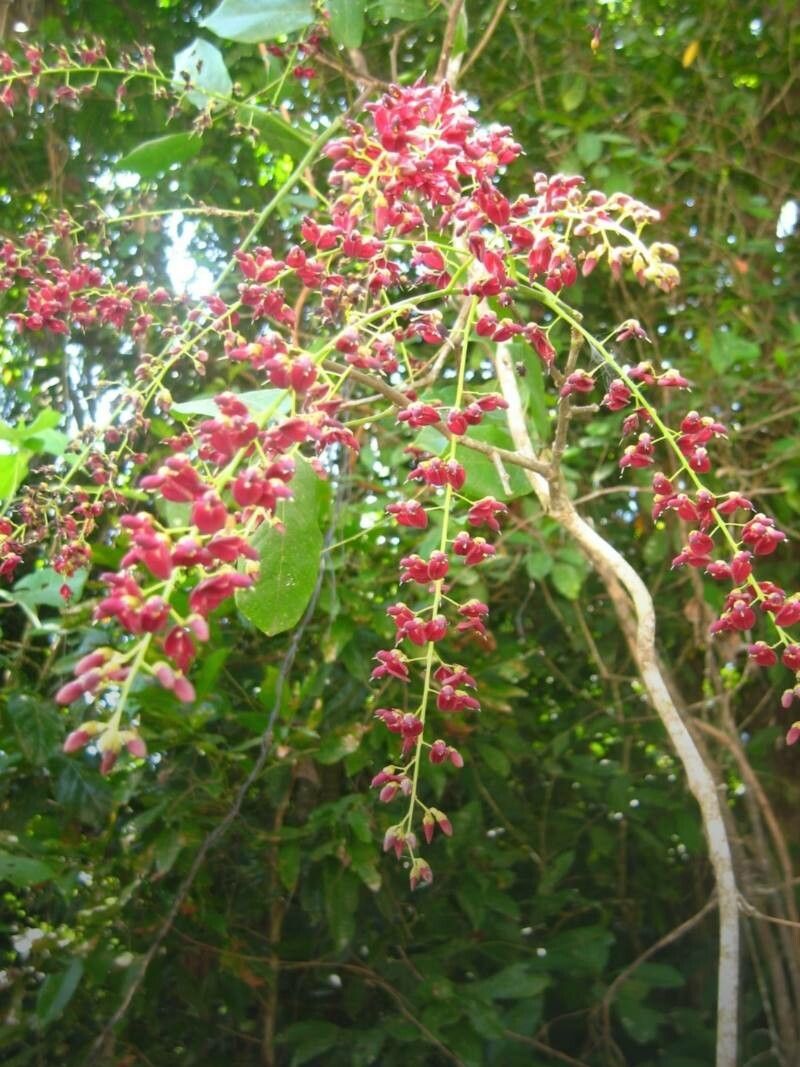 Elattostachys apetala fruit